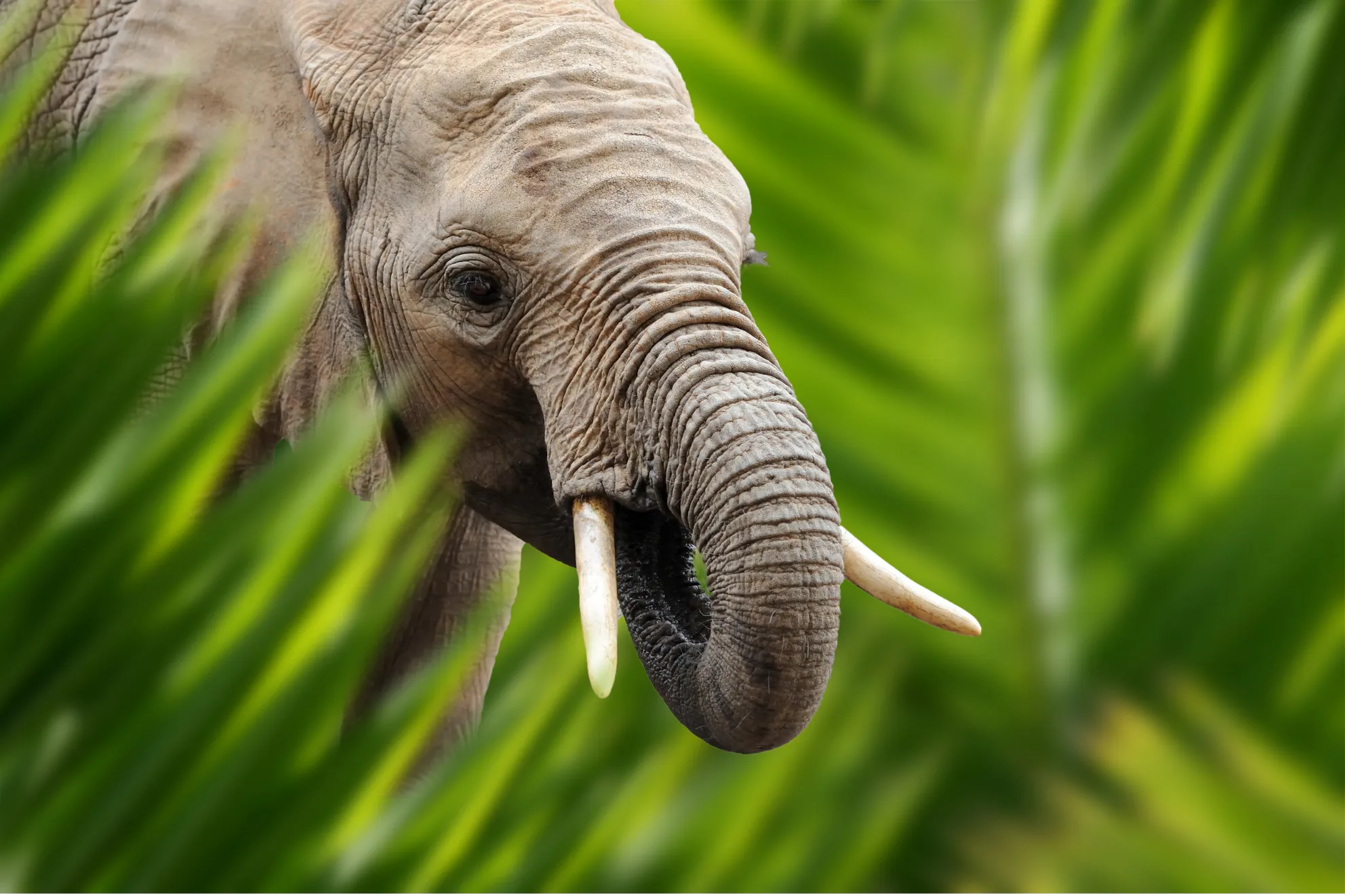 An elephant's head seen between palm fronds