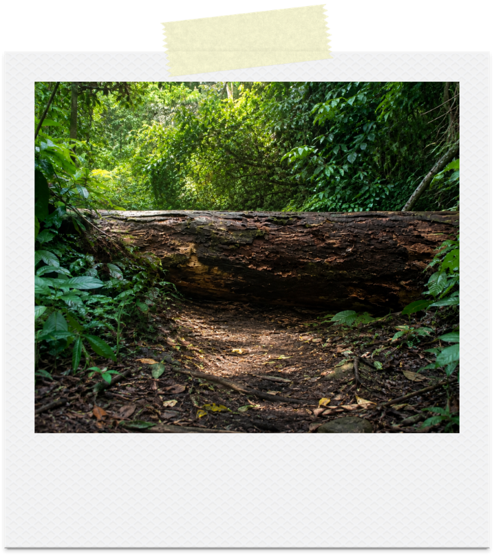A jungle path blocked by a fallen tree trunk