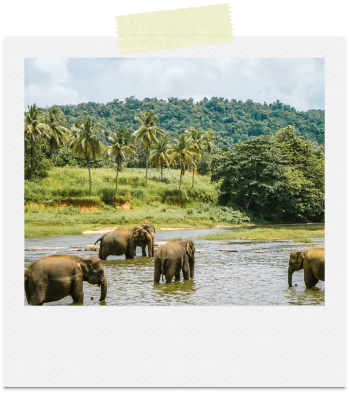 A herd of elephants in a river
